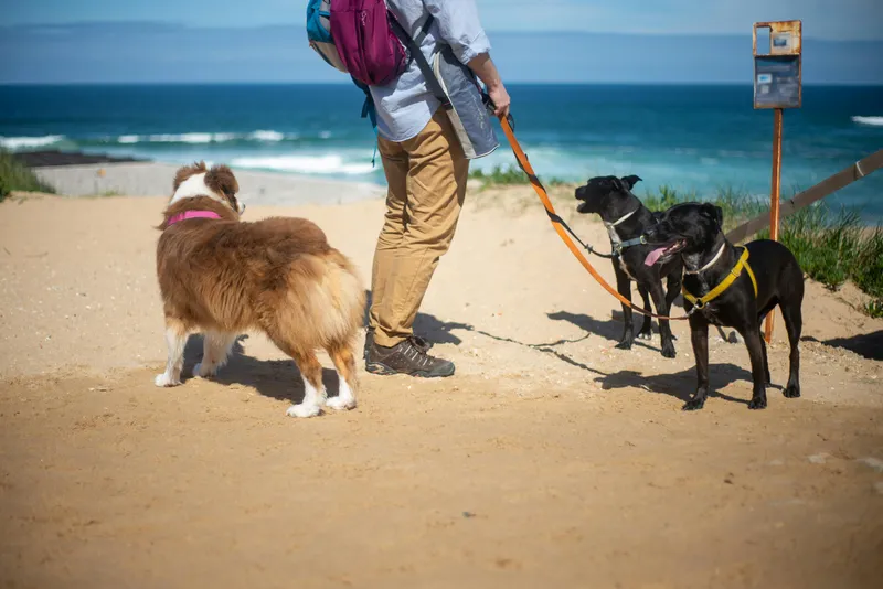 Responsible Dog Ownership