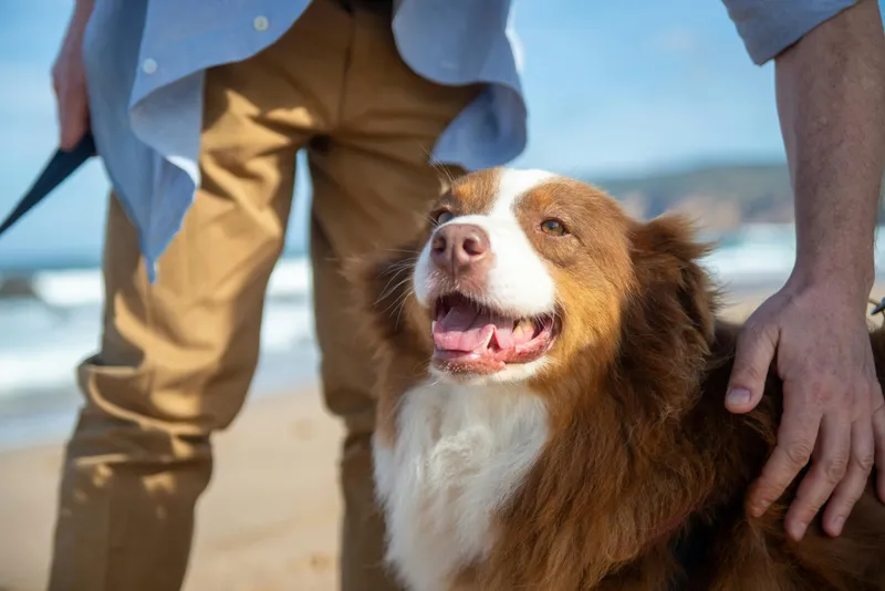 Understanding Dog Adoption