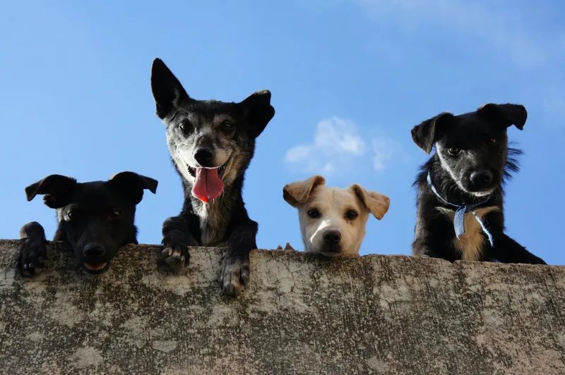 Best Practices for Maintaining Dog ID