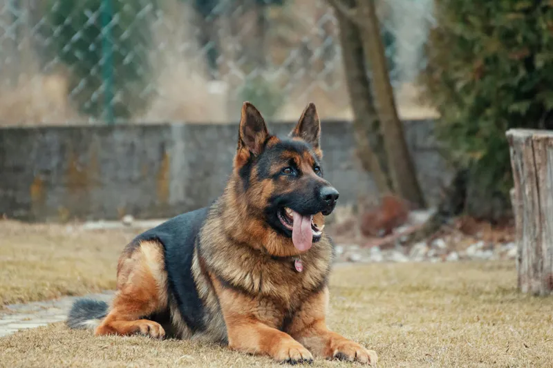 Dog ID 101: Tags, Microchips, and GPS Trackers