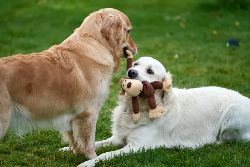 Legal Aspects of Dog ID: Understanding Dog Laws and Regulations