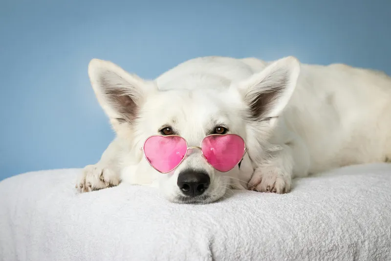 Understanding Dog ID: Tags, Microchips, and GPS Trackers
