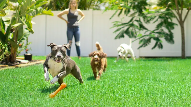 Indoor Agility Course