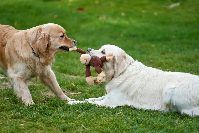 Tug-of-War Fun