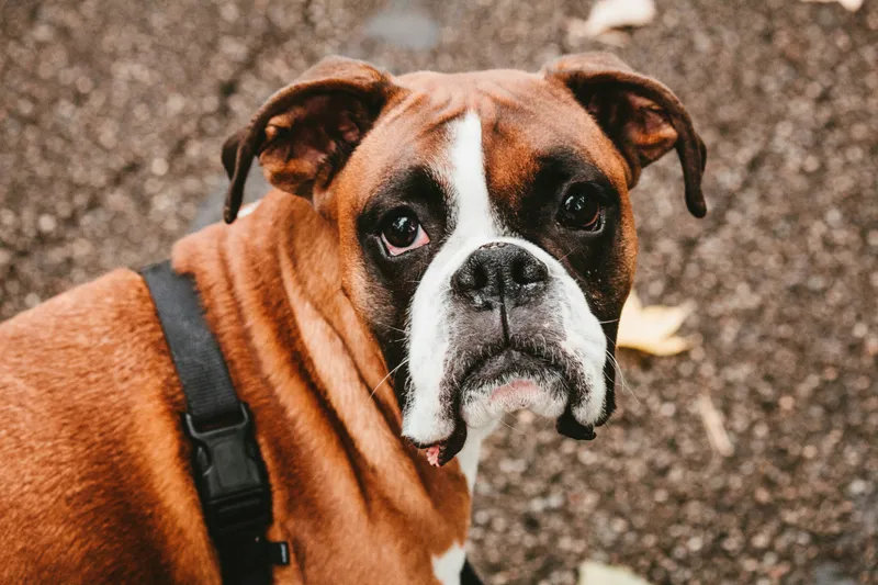 Harnesses for Brachycephalic Breeds: A Buying Guide for Flat-Faced Dogs