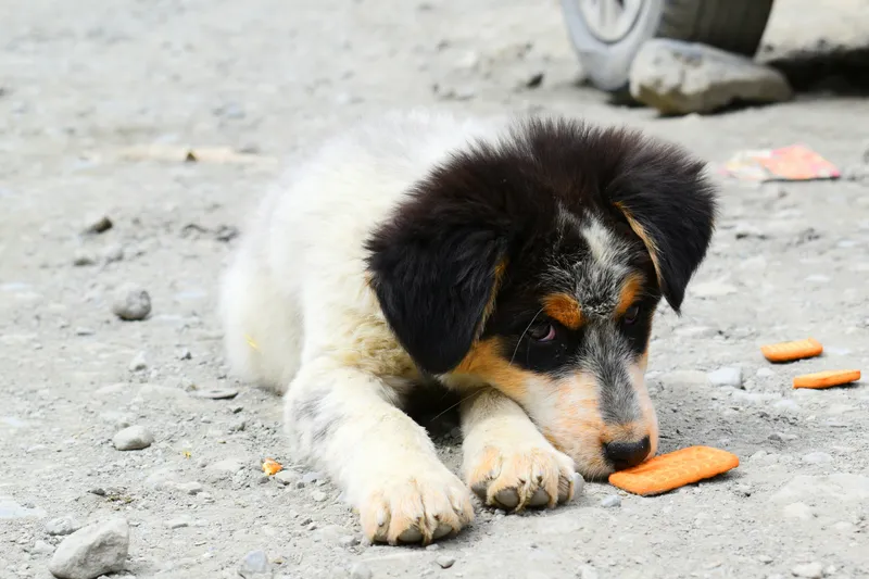 Human Foods Dogs Can't Eat (Toxic List)