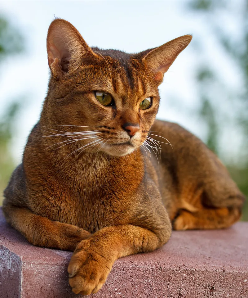 Abyssinian cat breed
