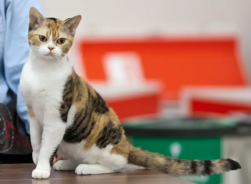 American Wirehair cat breed