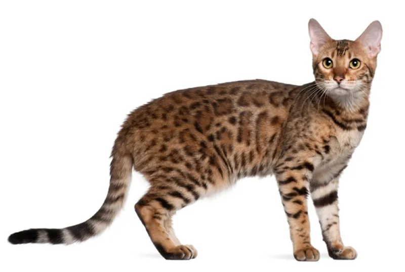 Bengal cat breed