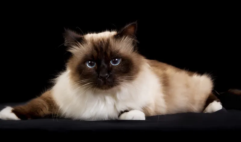Birman cat breed