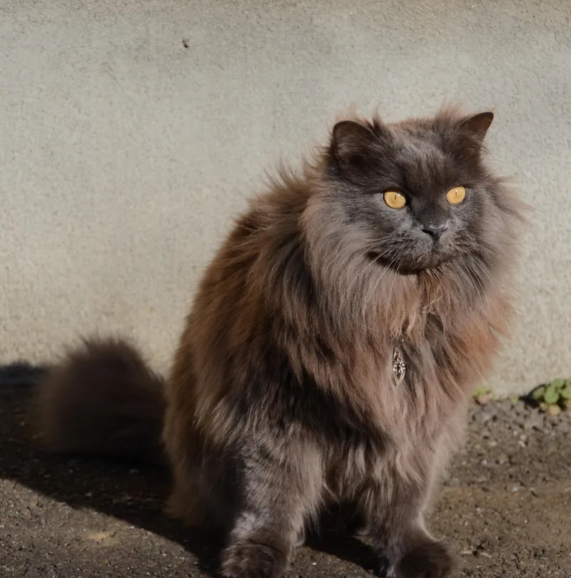 Chantilly-Tiffany cat breed