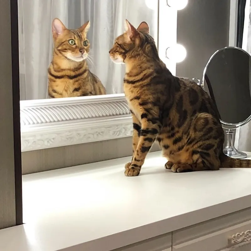 Cheetoh cat breed