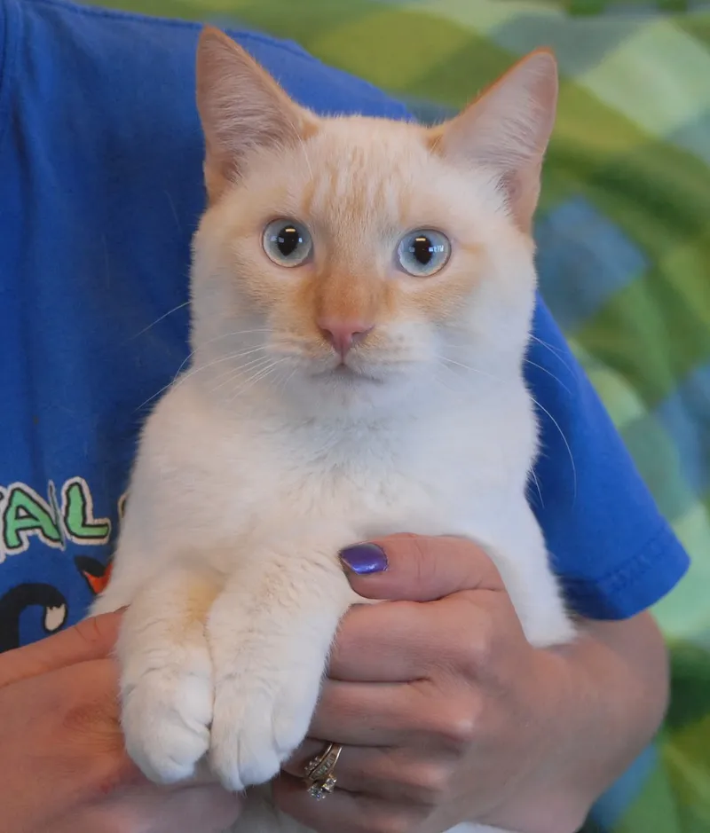 Colorpoint Shorthair cat breed