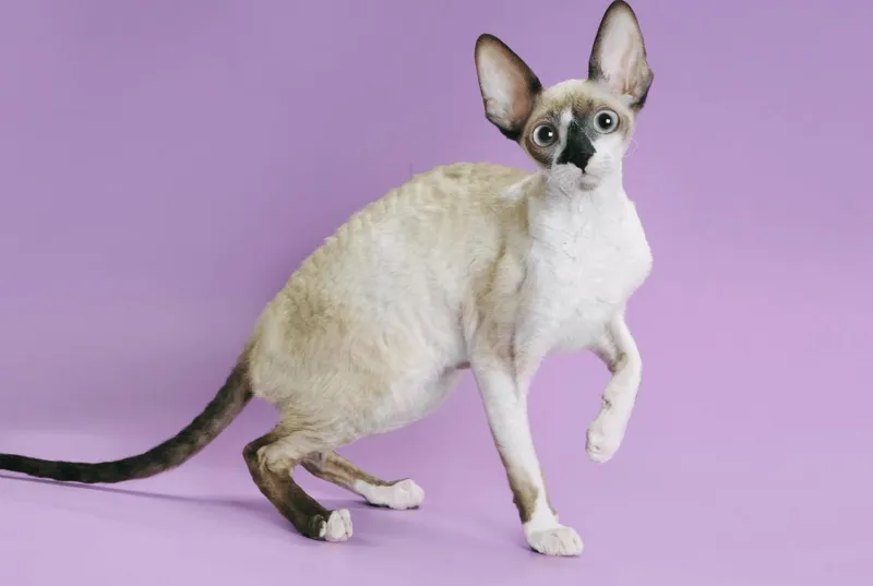Devon Rex cat breed