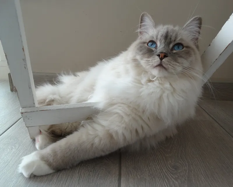 Himalayan cat breed