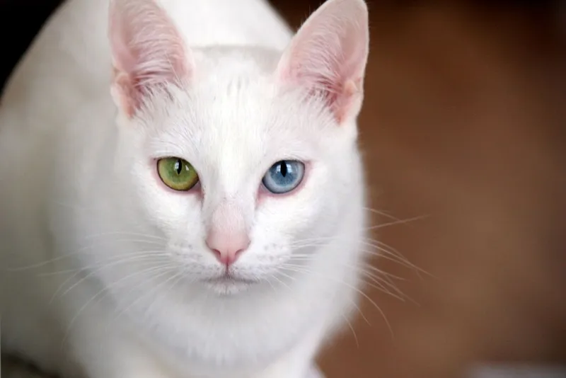 Khao Manee cat breed