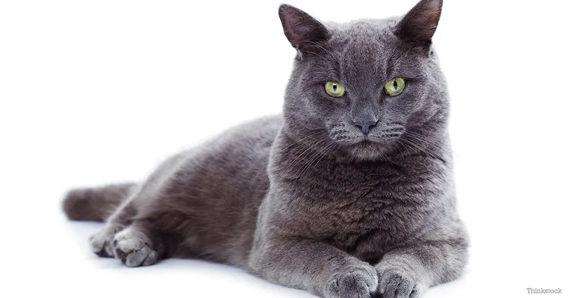 Korat cat breed