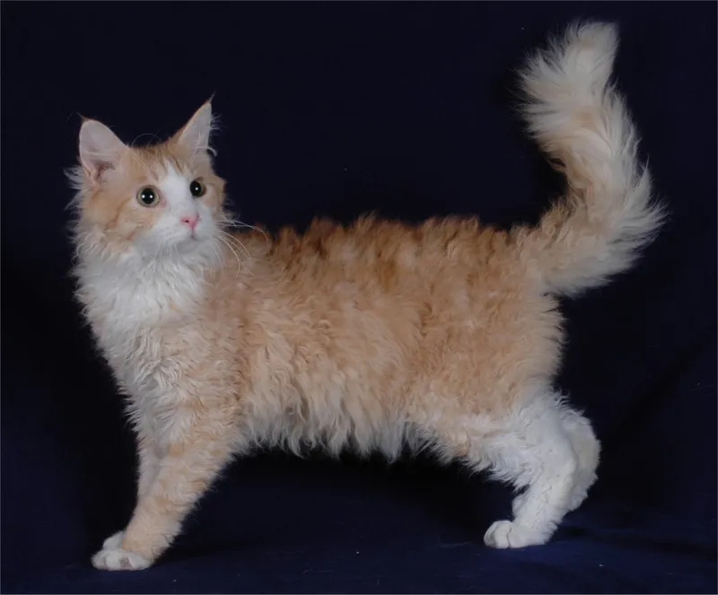 LaPerm cat breed
