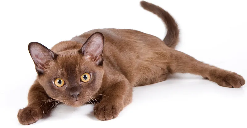 Malayan cat breed