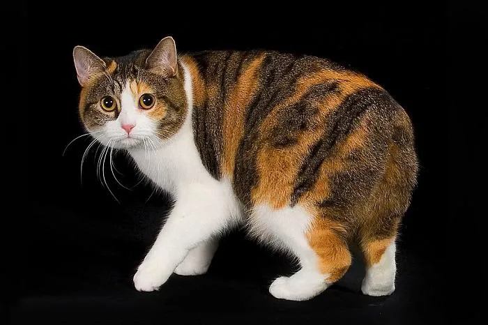 Manx cat breed
