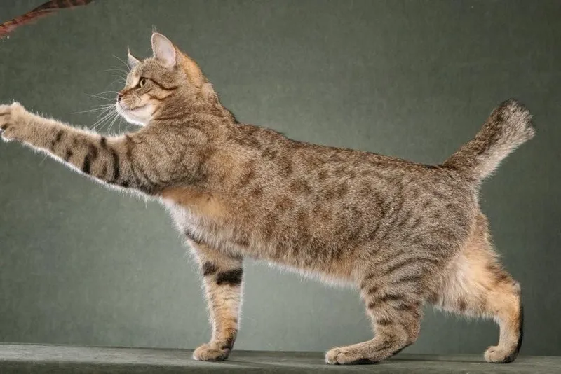 Pixie-bob cat breed