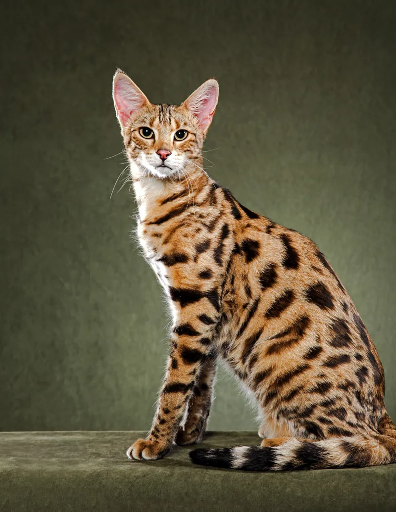 Savannah cat breed
