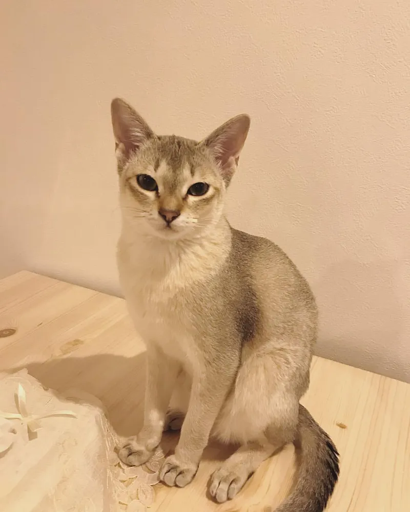 Singapura cat breed