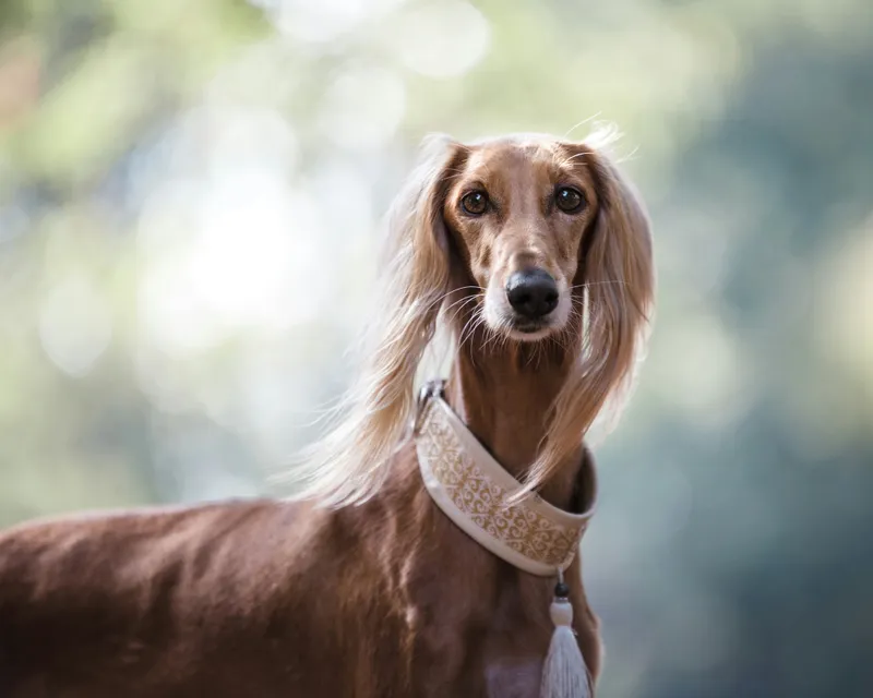 Afghan Hound dog breed
