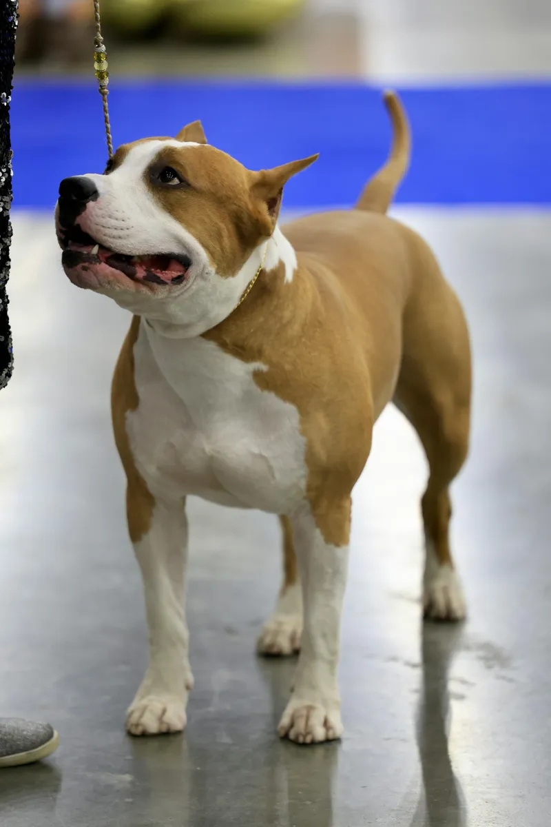 American Staffordshire Terrier dog breed