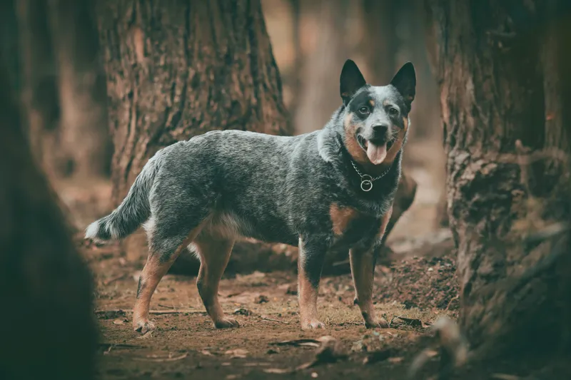 Australian Cattle Dog dog breed