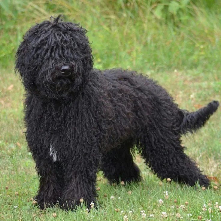 Barbet dog breed