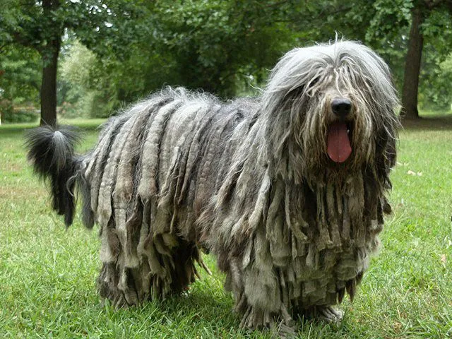 Bergamasco Sheepdog dog breed