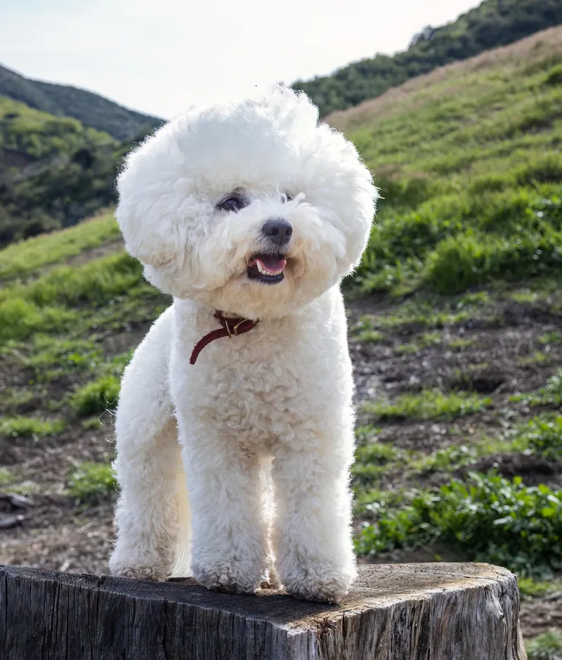 Bichon Frise dog breed