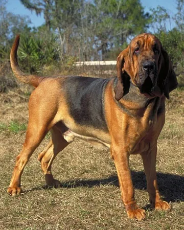 Bloodhound dog breed