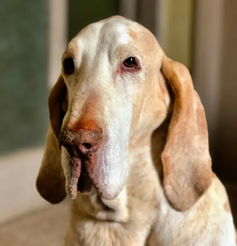 Bracco Italiano dog breed