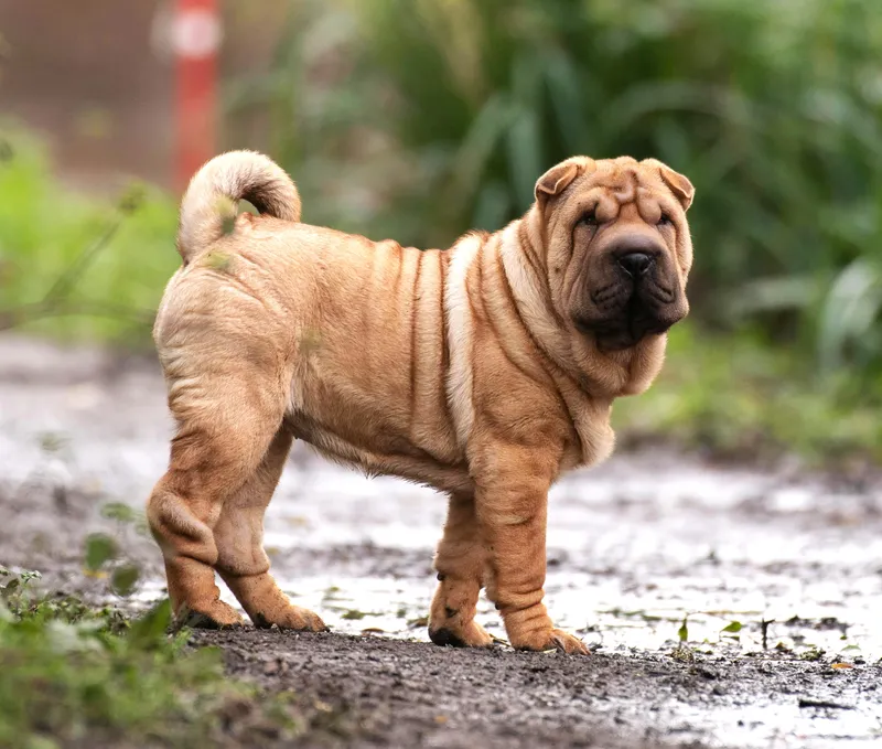 Chinese Shar-Pei dog breed