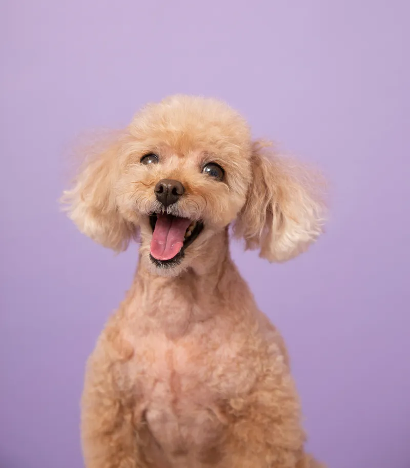 Popular male dog names