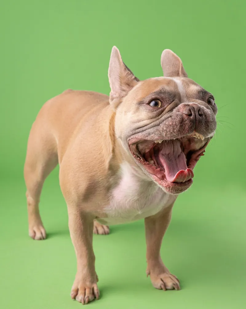 Popular female dog names