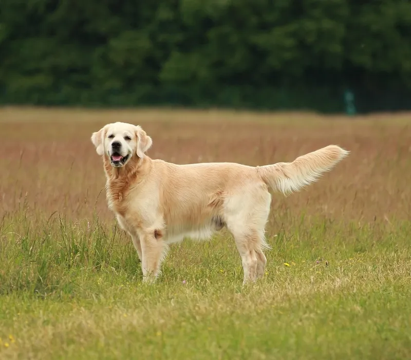 Golden Retriever dog breed