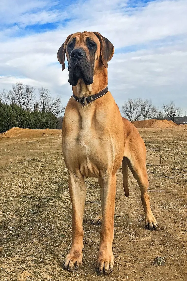 Great Dane dog breed