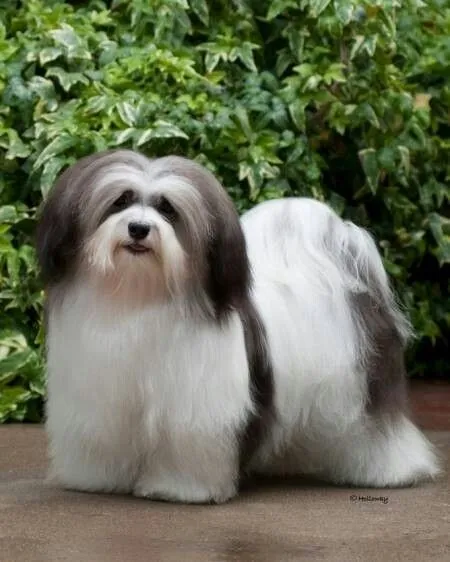 Havanese dog breed