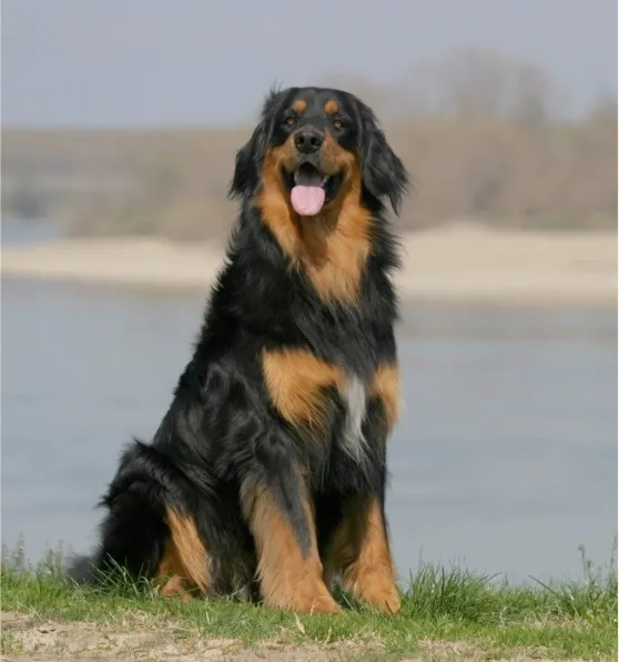 Hovawart dog breed