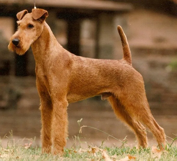 Irish Terrier dog breed
