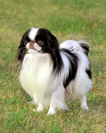 Japanese Chin dog breed