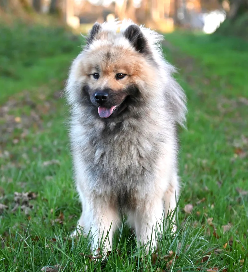Keeshond dog breed