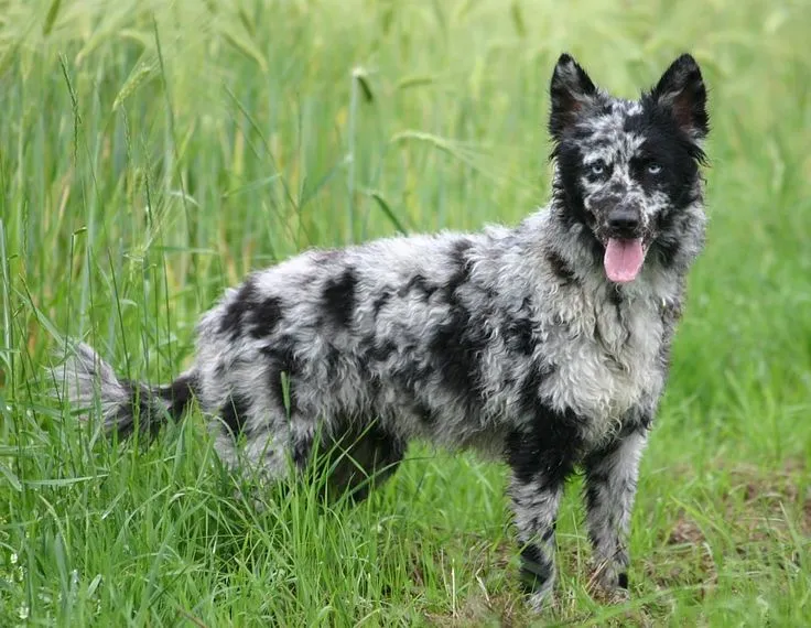 Mudi dog breed