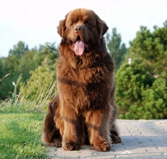 Newfoundland dog breed