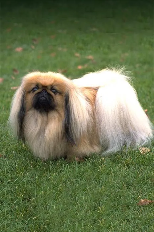 Pekingese dog breed