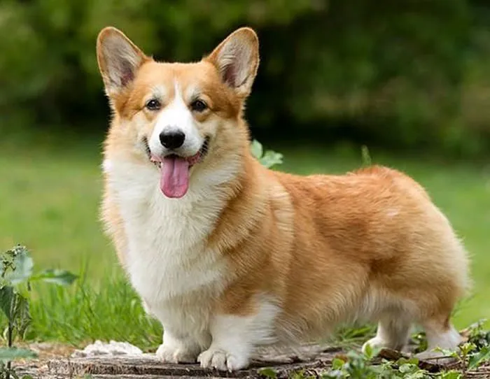 Pembroke Welsh Corgi dog breed
