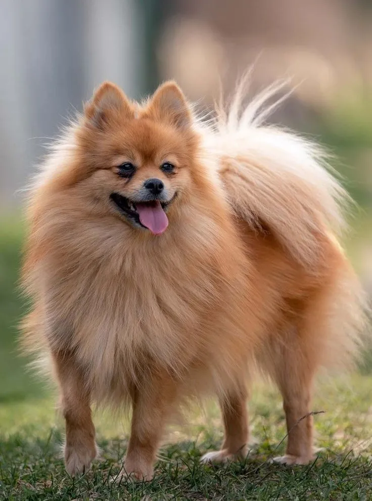 Pomeranian dog breed